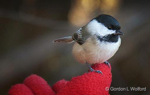 Chickadee On A Glove_10050.jpg - Black-Capped Chickadee (Poecile atricapillus) photographed at Ottawa, Ontario - the capital of Canada.